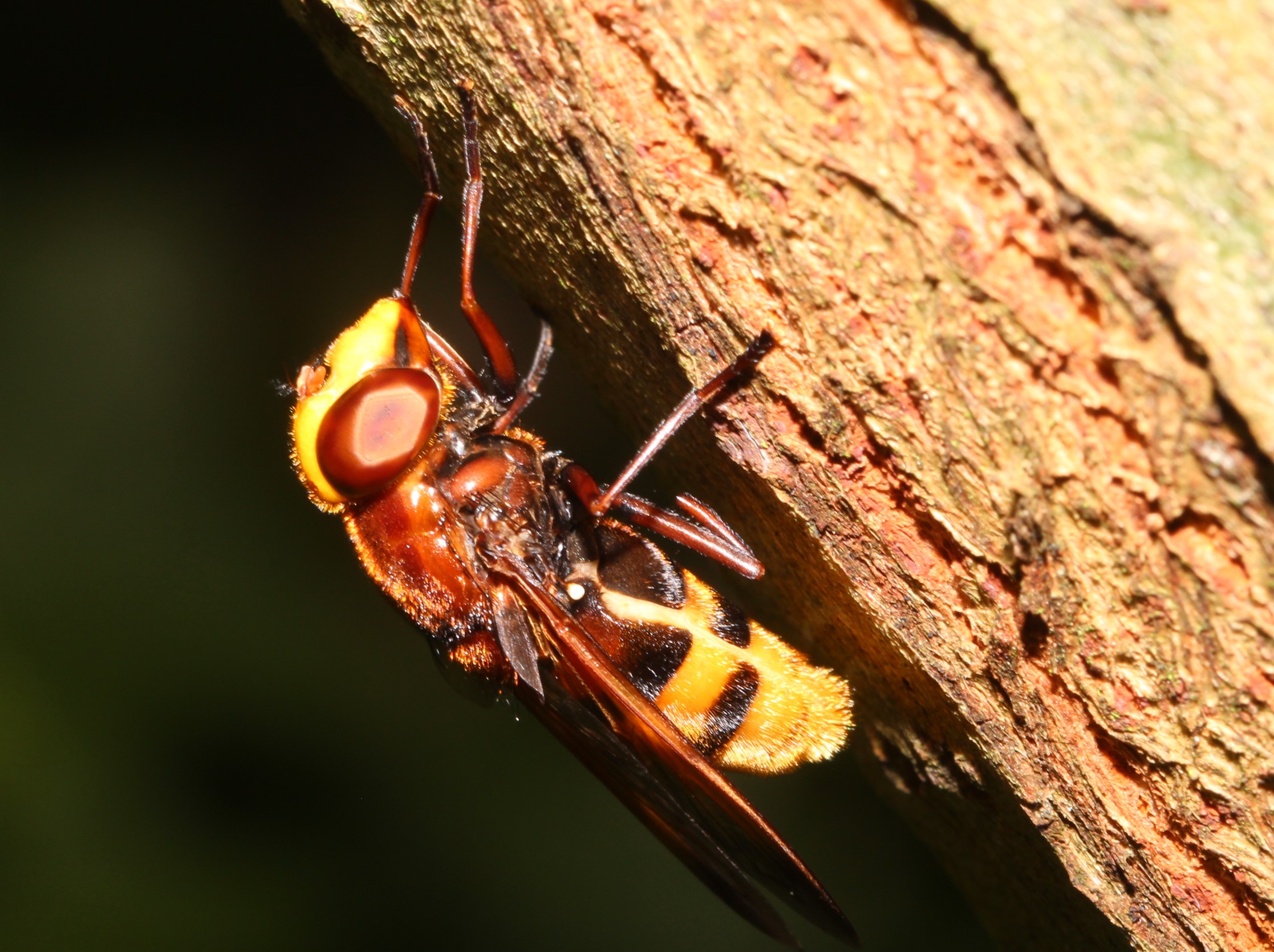 Hornissen-Schwebfliege, Volucella zonaria